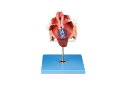 Human Female Genital Organs